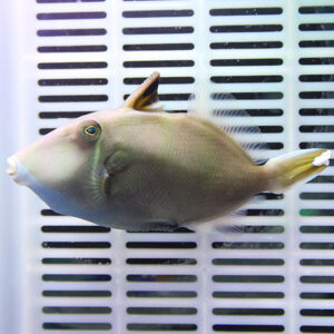 Brown tropical fish with a pale belly swims in front of a white slotted background in an aquarium.
