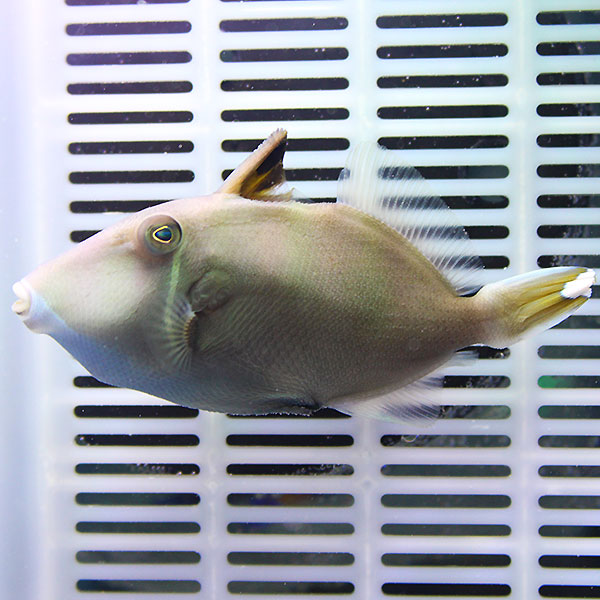 ツマジロモンガラ 7-9cm±  ! 海水魚 カワハギ 餌付け済み 15時までのご注文で当日発送(t119【モンガラ】