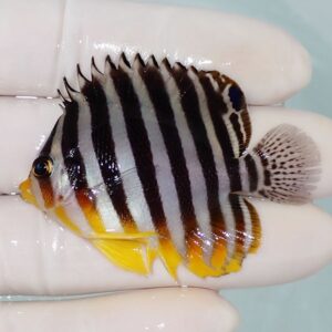 Small striped butterflyfish held between fingers, showing bold black-and-white bars and yellow fins.