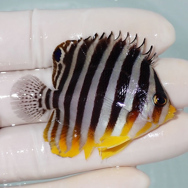 【現物41】シマヤッコ 5.5cm±! 海水魚 生体 15時までのご注文で当日発送(t111(t207
