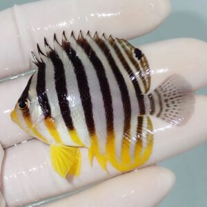 Small tropical fish with vertical black stripes on a pale body and yellow fins, held gently between gloved fingers.