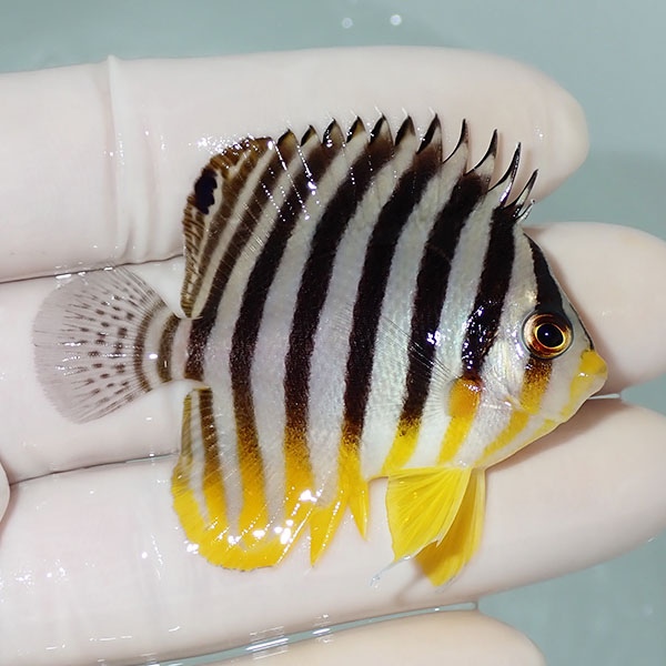 【現物42】シマヤッコ 5.5cm±! 海水魚 生体 15時までのご注文で当日発送(t111(t207