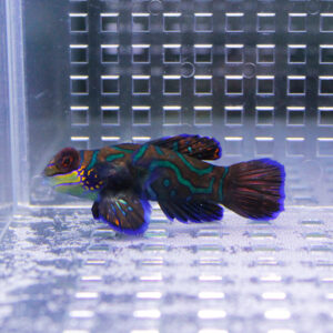 Small tropical fish with turquoise, orange, and purple markings in a clear tank; resting near the bottom surface.