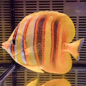 Tropical angelfish with a yellow body and vertical orange, blue, and black stripes swimming in an aquarium.