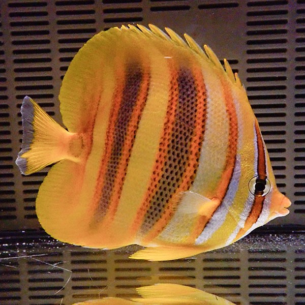 レインフォーズバタフライ 13-15cm±! 海水魚 チョウチョウウオ 15時までのご注文で当日発送(t114(t207