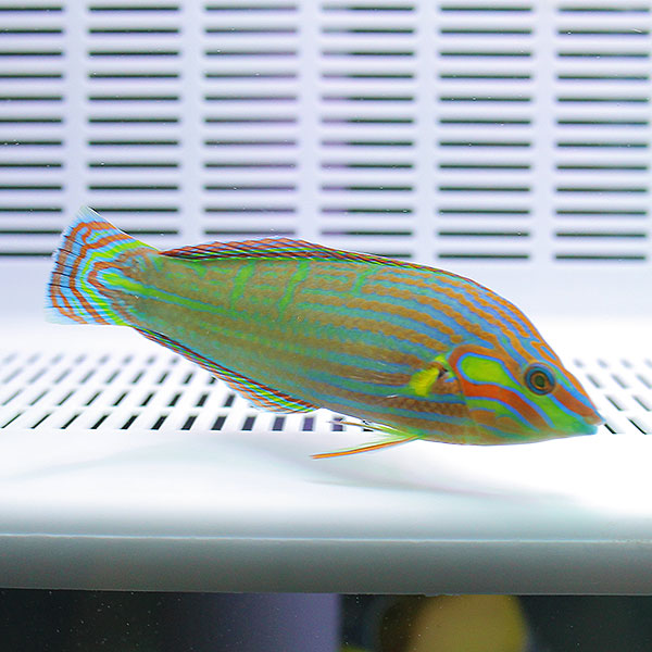カザリキュウセン 6-8cm±!海水魚 ベラ15時までのご注文で当日発送(t122