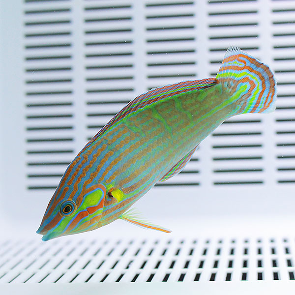 カザリキュウセン 6-8cm±!海水魚 ベラ15時までのご注文で当日発送(t122