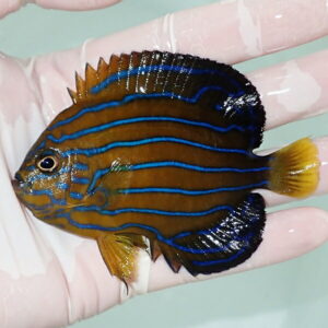 Small tropical fish with a brown body and bright blue horizontal stripes, yellow dorsal and tail fins, held in a gloved hand.