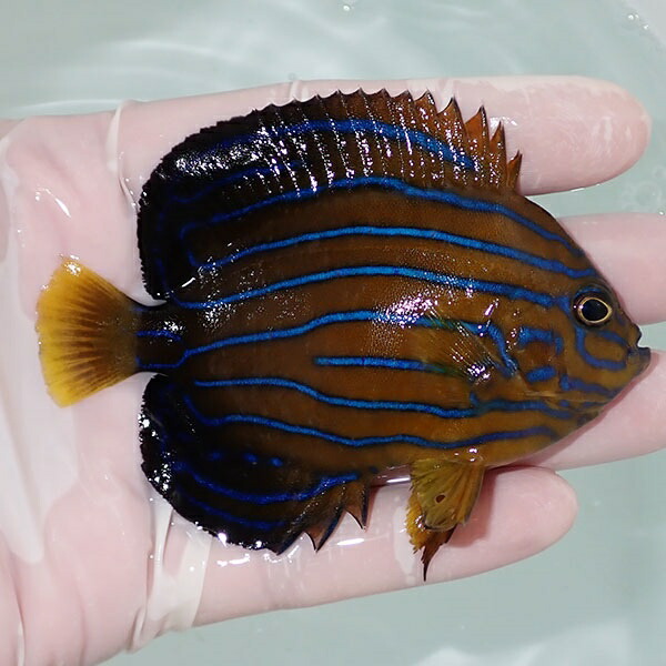 【現物11】キンチャクダイ 9cm±!海水魚 ヤッコ  15時までのご注文で当日発送(t111(t207