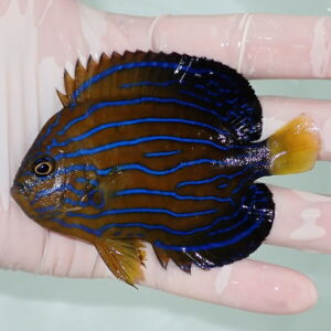 Small tropical fish with a brown body and bright electric blue wavy stripes, held in a gloved hand.
