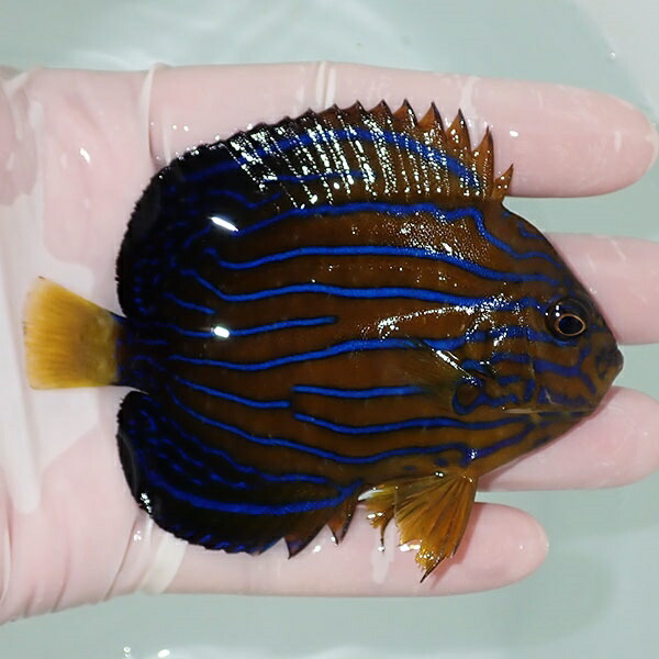 【現物12】キンチャクダイ 9.5cm±!海水魚 ヤッコ  15時までのご注文で当日発送(t111(t207