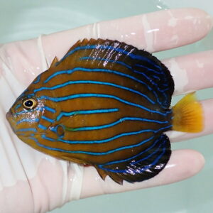 Brown tropical fish with bright electric blue horizontal stripes held in a gloved hand.