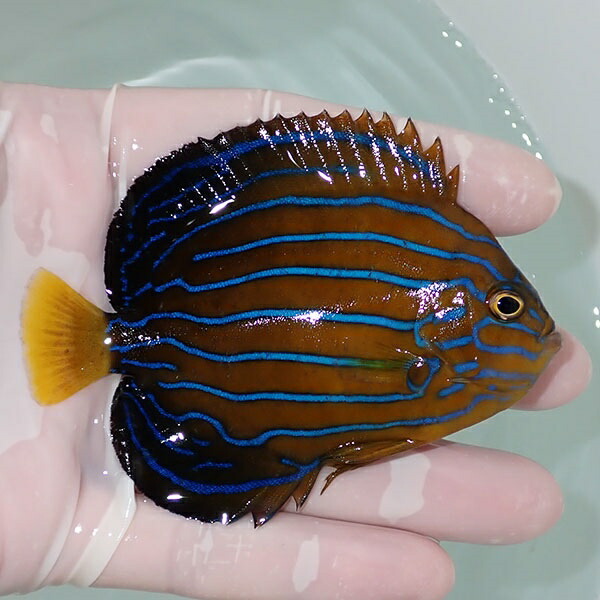 【現物13】キンチャクダイ 9cm±!海水魚 ヤッコ  15時までのご注文で当日発送(t111(t207