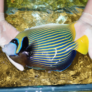 Bright blue-and-yellow striped angelfish being gently held in gloved hands over a reflective tank of water, with a yellow tail.