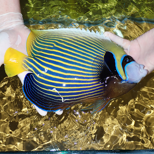 【特大】タテジマキンチャクダイ 28cm±!海水魚 ヤッコ  15時までのご注文で当日発送(t111(t207