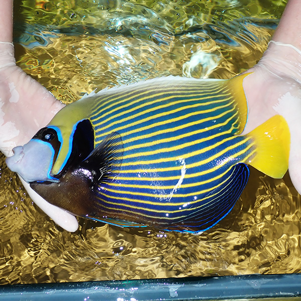【特大】タテジマキンチャクダイ 28cm±!海水魚 ヤッコ  15時までのご注文で当日発送(t111(t207