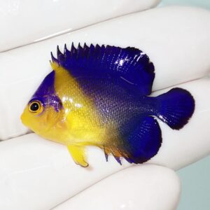 Small yellow-and-blue tropical fish with bright blue dorsal and tail fins resting on a gloved finger.”,