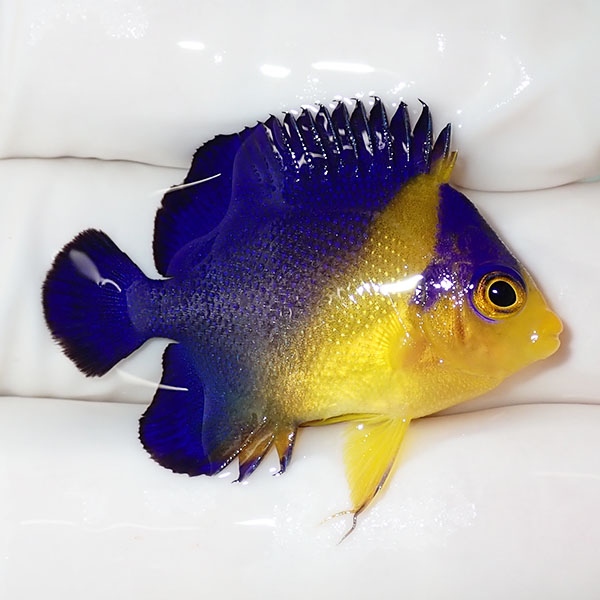 【現物23】sale スミレヤッコ 3.5cm±! 海水魚 ヤッコ 15時までのご注文で当日発送(t111