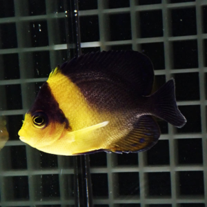 Side view of a yellow-faced tropical fish with a dark body swimming in an aquarium sump grid background.
