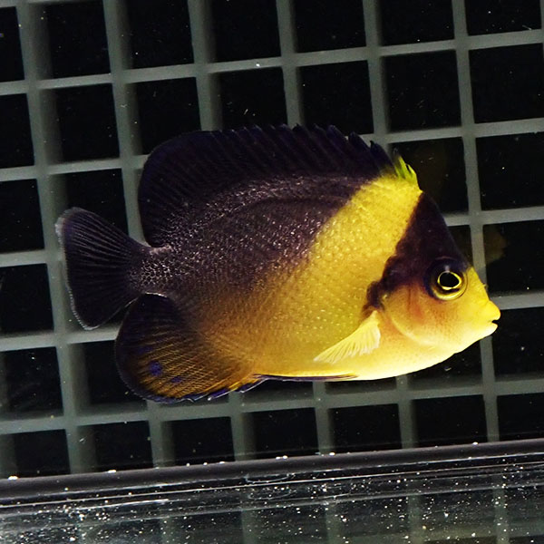 【現物101】粒エサOK スミレヤッコ 6.5cm±! 海水魚 ヤッコ 15時までのご注文で当日発送(t111