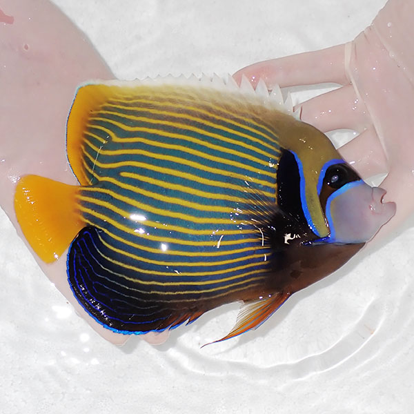 【現物5】粒エサOK タテジマキンチャクダイ 19cm±!海水魚 ヤッコ 15時までのご注文で当日発送(t111(t207