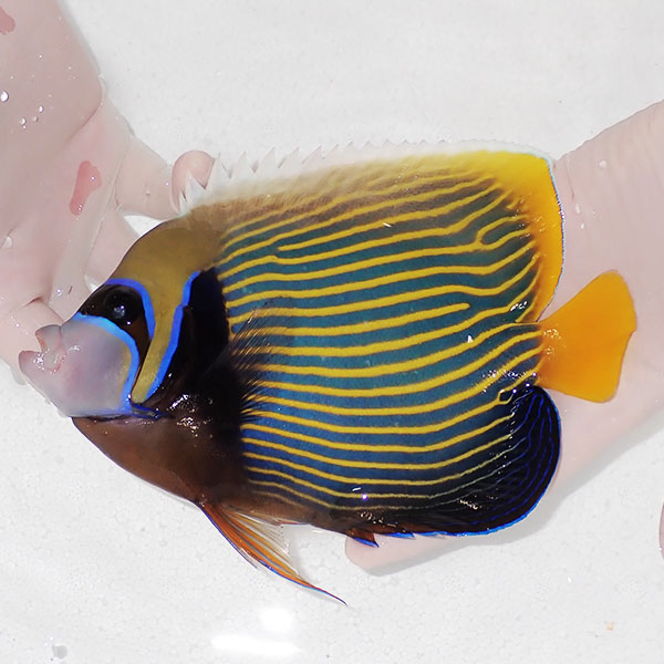 【現物5】粒エサOK タテジマキンチャクダイ 19cm±!海水魚 ヤッコ 15時までのご注文で当日発送(t111(t207
