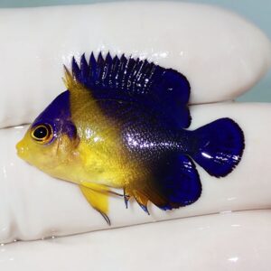 Small tropical fish with a vivid blue body and yellow head, being held gently by a gloved hand.