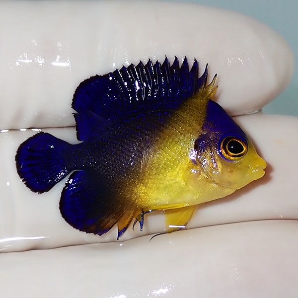 【現物24】スミレヤッコ 3.5cm±! 海水魚 ヤッコ 15時までのご注文で当日発送(t111