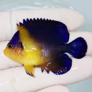 Small tropical fish with bright yellow body and deep blue fins held in a gloved hand of a tester/surgeon glove