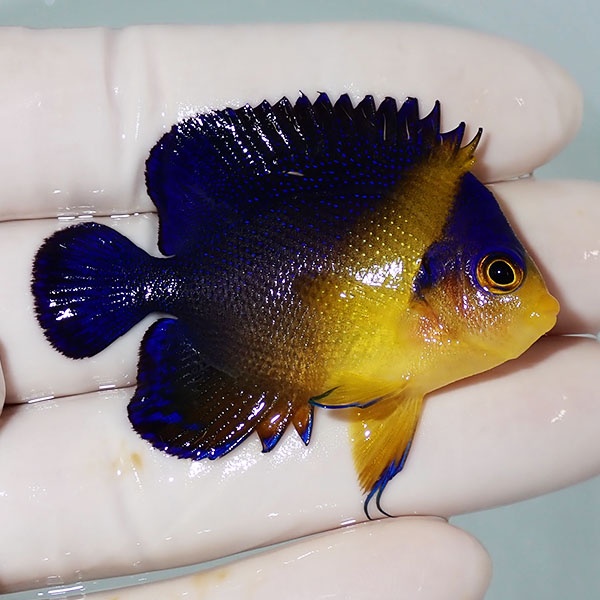 【現物25】スミレヤッコ 5.5cm±! 海水魚 ヤッコ 15時までのご注文で当日発送(t111