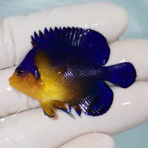 Small tropical fish with a blue body and yellow face, held gently in a gloved hand; prominent blue dorsal fin and rounded tail visible.