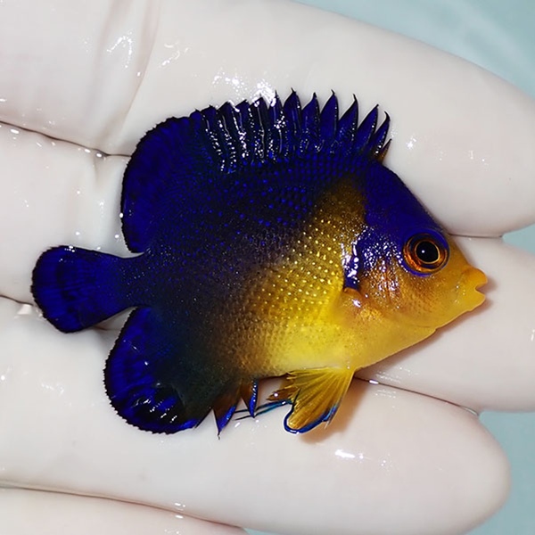 【現物26】sale スミレヤッコ 4.5cm±! 海水魚 ヤッコ 15時までのご注文で当日発送(t111
