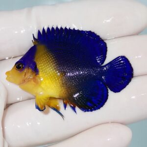 Small tropical fish with electric blue body and yellow head held in a gloved hand.