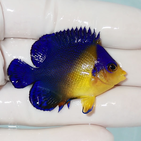 【現物27】sale スミレヤッコ 5cm±! 海水魚 ヤッコ 15時までのご注文で当日発送(t111