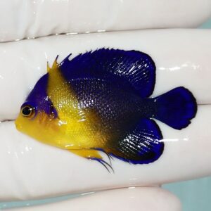 Small tropical fish with a yellow head and blue body, held on a gloved finger.
