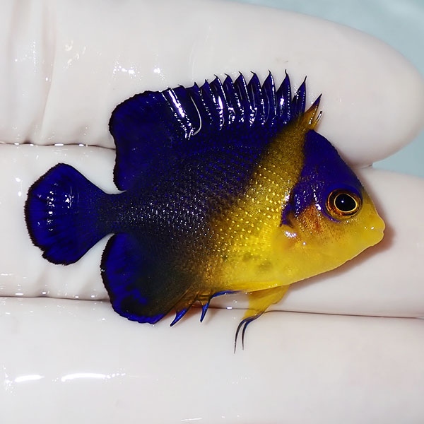 【現物28】sale スミレヤッコ 4cm±! 海水魚 ヤッコ 15時までのご注文で当日発送(t111