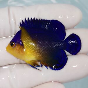 Small tropical fish with a yellow head and electric blue body/fins held in a gloved hand in shallow water or tank surroundings.