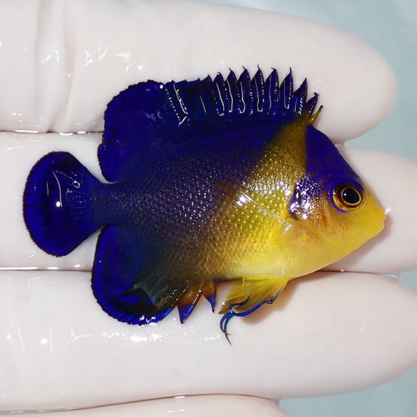 【現物29】sale スミレヤッコ 4.5cm±! 海水魚 ヤッコ 15時までのご注文で当日発送(t111