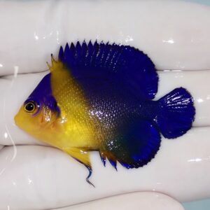 Small tropical fish with a bright yellow face and blue body resting on a gloved hand.