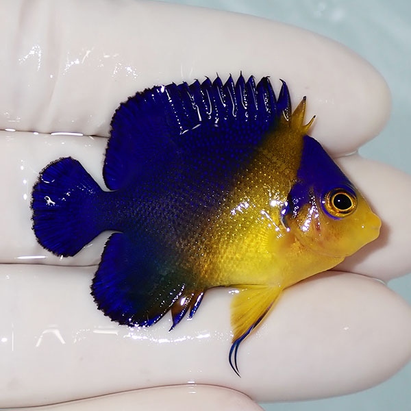 【現物30】sale スミレヤッコ 4.5cm±! 海水魚 ヤッコ 15時までのご注文で当日発送(t111