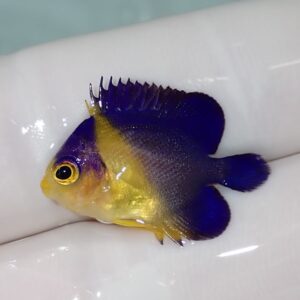 Small tropical fish with a yellow head and vivid blue dorsal fin and tail, resting on a gloved finger.