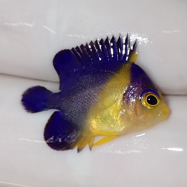 【現物58】sale スミレヤッコ 2.5cm±! 海水魚 ヤッコ 15時までのご注文で当日発送(t111