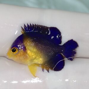 Small tropical fish with a blue body, yellow face and fins, and a large round eye against a white background.