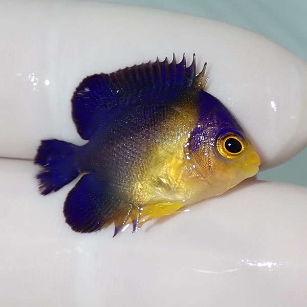 【現物57】sale スミレヤッコ 2.5cm±! 海水魚 ヤッコ 15時までのご注文で当日発送(t111