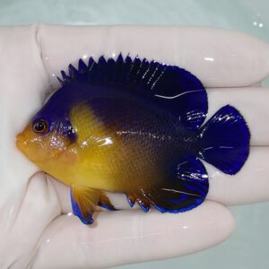 Small tropical fish with cobalt-blue body and bright yellow face and belly, held by a gloved hand.