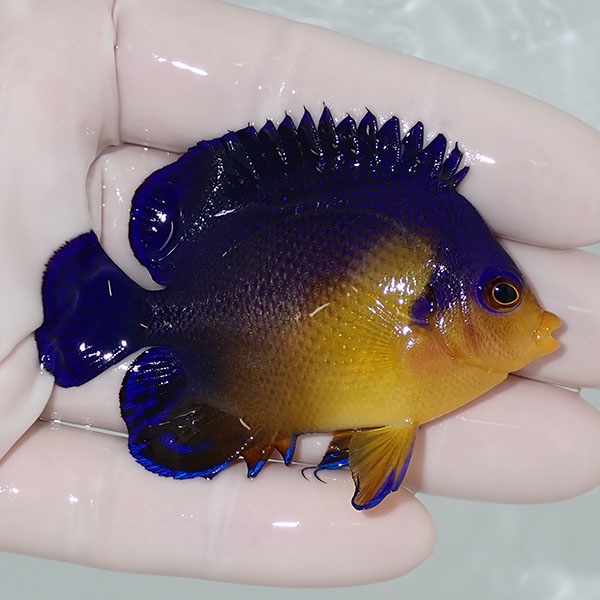 【現物56】sale スミレヤッコ 6.5cm±! 海水魚 ヤッコ 15時までのご注文で当日発送(t111