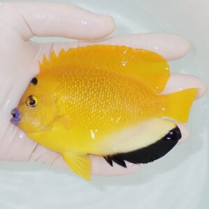 Small bright yellow tropical fish cradled in a person's hand, with a yellow body and black-edged tail fin.