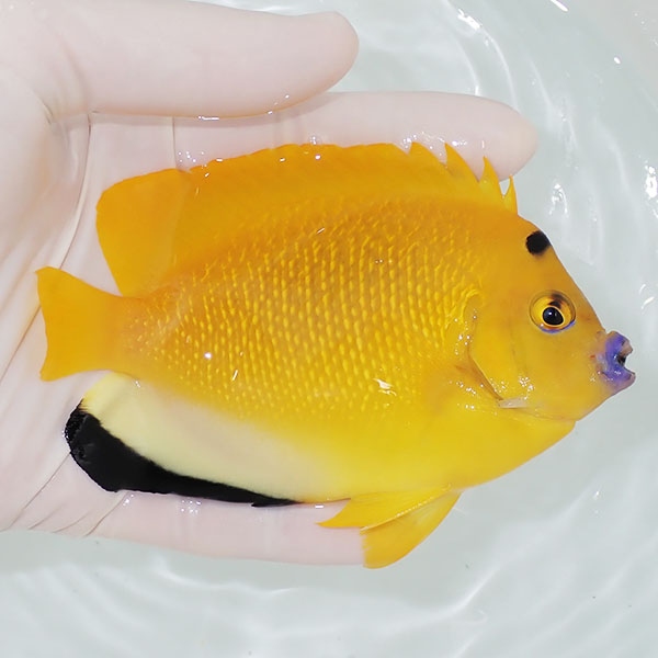 【現物2】シテンヤッコ 12cm±!海水魚 ヤッコ 15時までのご注文で当日発送 (t111(t207