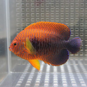 Bright orange and yellow striped discus fish swimming in a glass tank.