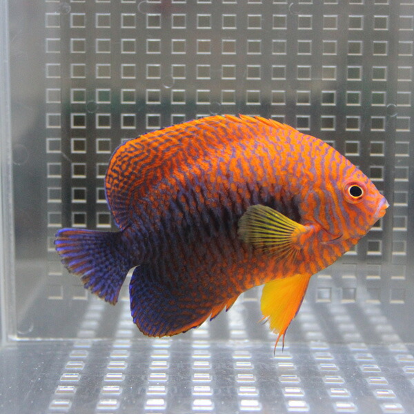 ポッターズピグミーエンゼル 7-9cm± ! 海水魚 ヤッコ 餌付け・!15時までのご注文で当日発送(t111